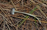 Mycena griseoviridis image