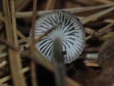 Mycena griseoviridis image