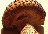 Leucopholiota decorosa image