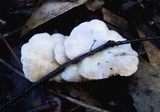 Crepidotus variabilis image