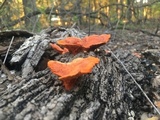 Pycnoporus sanguineus image
