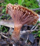 Lentinus fasciatus image