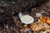 Pleurotus dryinus image