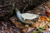 Pleurotus dryinus image