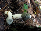Phallus hadriani image