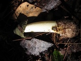 Phallus hadriani image