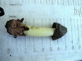 Phallus hadriani image