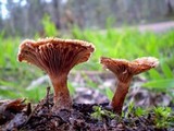Lentinus fasciatus image
