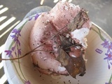 Hygrophorus russula image