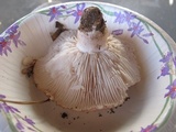 Hygrophorus russula image