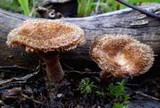 Lentinus fasciatus image