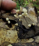 Marasmius capillaris image