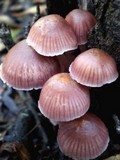 Mycena clarkeana image