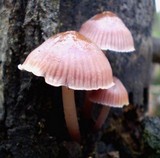 Mycena clarkeana image