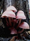 Mycena clarkeana image