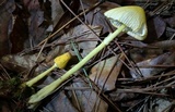 Leucocoprinus fragilissimus image