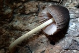 Pluteus longistriatus image
