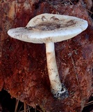 Amanita volvata image