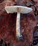 Amanita volvata image