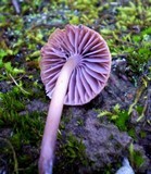 Mycena clarkeana image