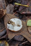 Cystodermella cinnabarina image