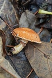 Cystodermella cinnabarina image