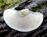 Trametes lactinea image