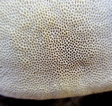 Trametes lactinea image