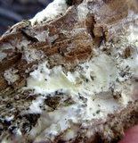 Trametes lactinea image