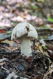 Amanita microlepis image