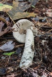 Amanita microlepis image