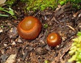 Aleurina ferruginea image