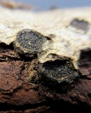 Biscogniauxia marginata image