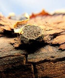 Biscogniauxia marginata image