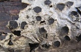 Biscogniauxia marginata image