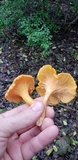 Cantharellus flavolateritius image
