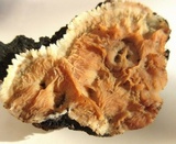 Phlebia radiata image