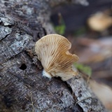 Crepidotus epibryus image