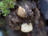 Crepidotus epibryus image