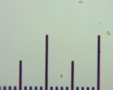Cantharellus flavolateritius image