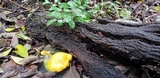 Cantharellus flavolateritius image