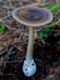 Amanita pachycolea image