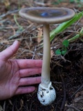 Amanita pachycolea image