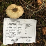 Agaricus californicus image