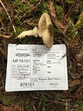 Agaricus californicus image