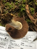 Agaricus californicus image