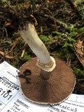 Agaricus californicus image