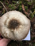 Agaricus californicus image