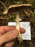 Agaricus californicus image