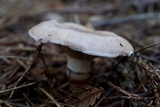 Gomphidius subroseus image